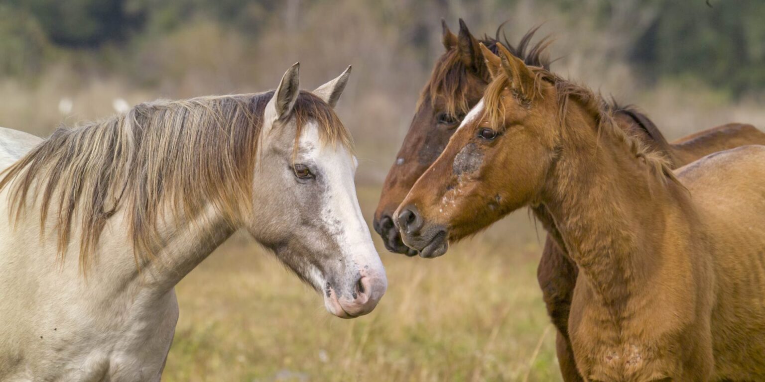 Patologie cutanee nei cavalli: quanto “pesa” la genetica?