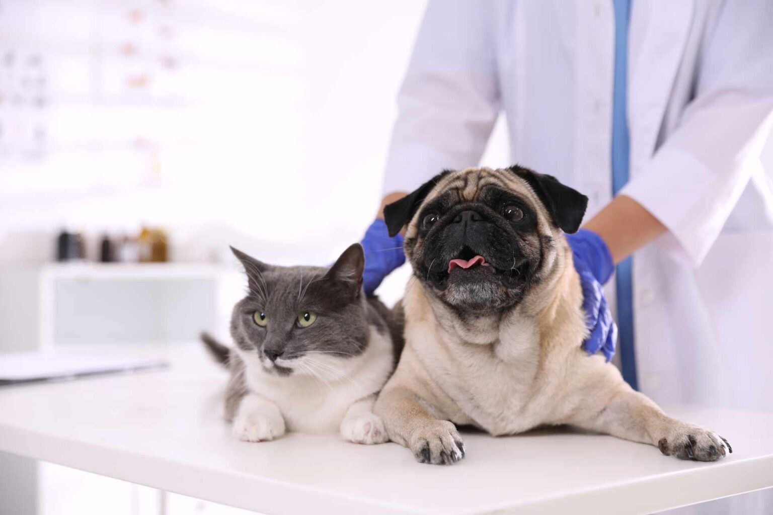 03_03_2023_Esofagite post anestesia nel cane e nel gatto