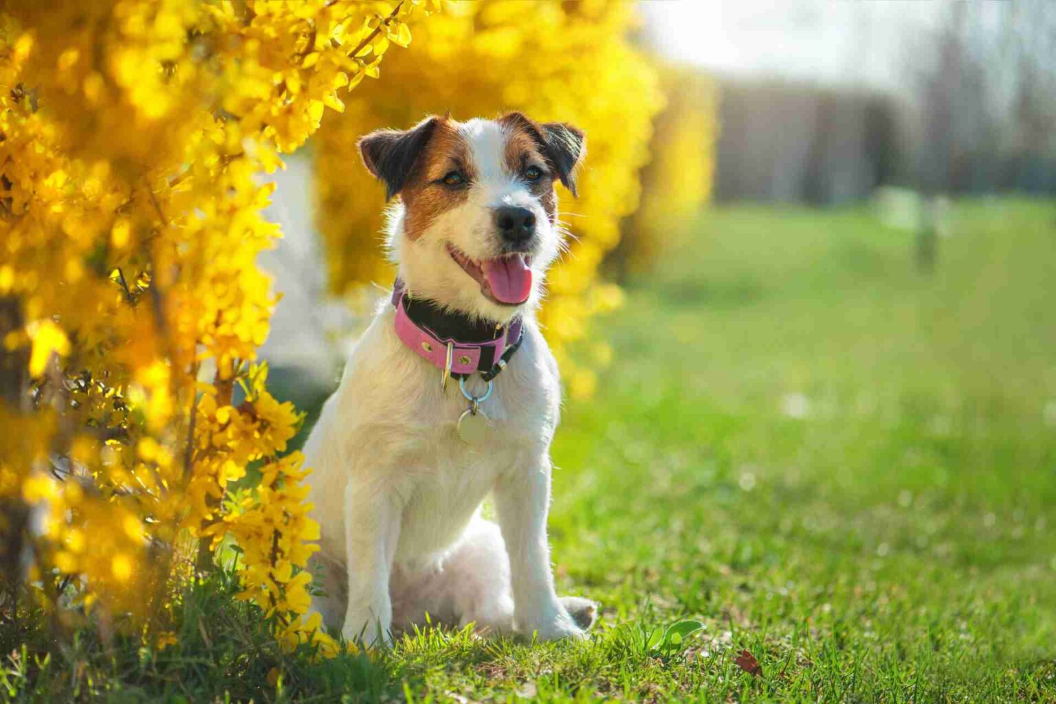 28_04_2023_Fattori che possono modificare i valori sierici di vitamina D in cani sani